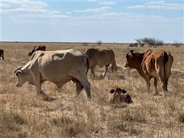 188 PCAS  Brahman X Brahman Cows & Calves