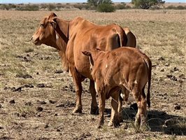 188 PCAS  Brahman X Brahman Cows & Calves