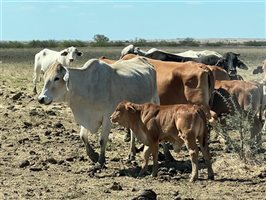 188 PCAS  Brahman X Brahman Cows & Calves