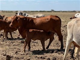188 PCAS  Brahman X Brahman Cows & Calves