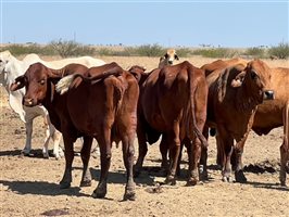 188 PCAS  Brahman X Brahman Cows & Calves