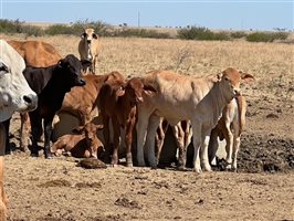 188 PCAS  Brahman X Brahman Cows & Calves