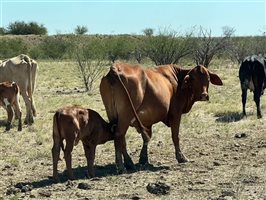 188 PCAS  Brahman X Brahman Cows & Calves