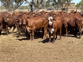 74 MSA  Santa Gertrudis Steers