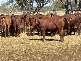 74 MSA  Santa Gertrudis Steers