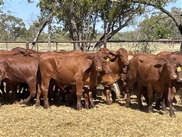 74 MSA  Santa Gertrudis Steers