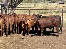74 MSA  Santa Gertrudis Steers