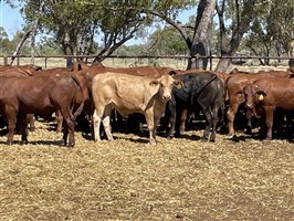 74 MSA  Santa Gertrudis Steers