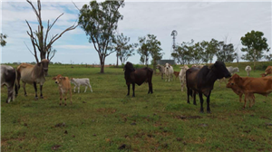 120  Brahman Cows & Calves