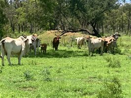 120  Brahman Cows & Calves