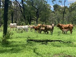 120  Brahman Cows & Calves