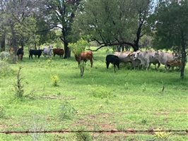 120  Brahman Cows & Calves