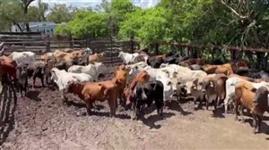 380  Brahman X Composite
 Steers