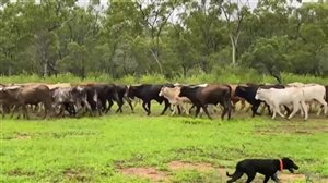 380  Brahman X Composite
 Steers