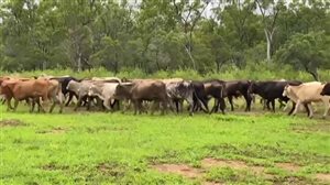 380  Brahman X Composite
 Steers