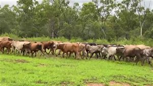 380  Brahman X Composite
 Steers