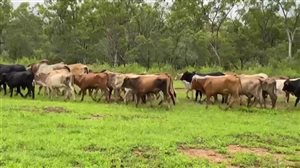 380  Brahman X Composite
 Steers