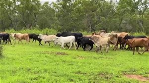 380  Brahman X Composite
 Steers