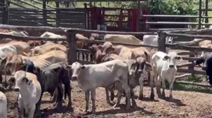 380  Brahman X Composite
 Steers