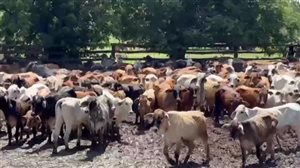 380  Brahman X Composite
 Steers