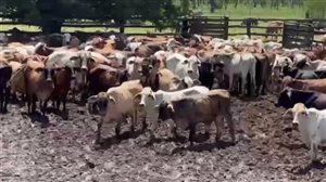 380  Brahman X Composite
 Steers