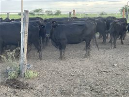 157  Ultrablack X Charolais Cows