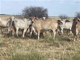 400  Brahman Cows & Calves