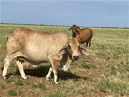 400  Brahman Cows & Calves