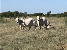700  Brahman Cows & Calves
