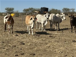 156  Brahman X Droughtmaster Steers