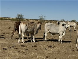 156  Brahman X Droughtmaster Steers