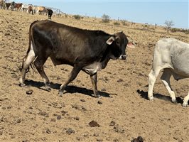 156  Brahman X Droughtmaster Steers