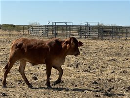 156  Brahman X Droughtmaster Steers