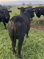 11  Angus Bulls