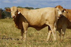 120 EU PCAS  Charbray X Charbray Heifers