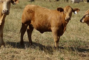 120 EU PCAS  Charbray X Charbray Heifers