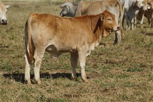 120 EU PCAS  Charbray X Charbray Heifers