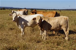 120 EU PCAS  Charbray X Charbray Heifers