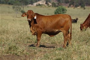 120 EU PCAS  Charbray X Charbray Heifers