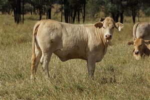 120 EU PCAS  Charbray X Charbray Heifers