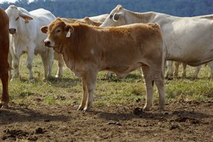120 EU PCAS  Charbray X Charbray Heifers