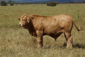 250 EU PCAS  Charbray X Steers