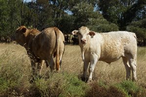 250 EU PCAS  Charbray X Steers