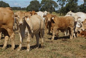 250 EU PCAS  Charbray X Steers