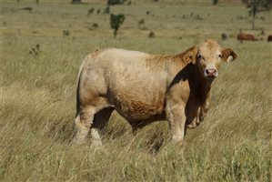 250 EU PCAS  Charbray X Steers