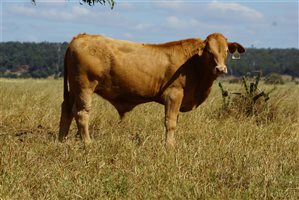 250 EU PCAS  Charbray X Steers