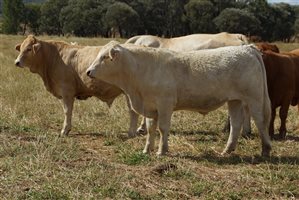 250 EU PCAS  Charbray X Steers