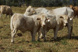 250 EU PCAS  Charbray X Steers