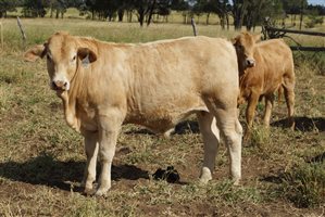 250 EU PCAS  Charbray X Steers