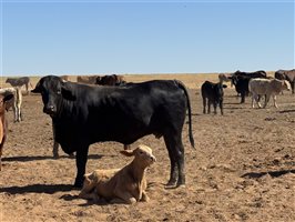 700  Composite
 X Composite
 Cows & Calves